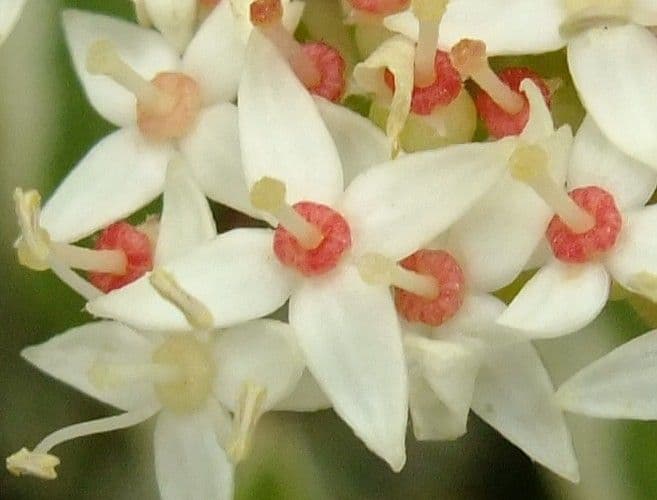Cornejo blanco 9
