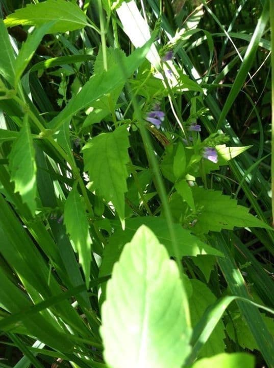 Scutellaria 12