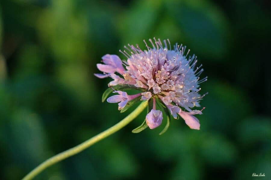 Vedovina cinerea 10