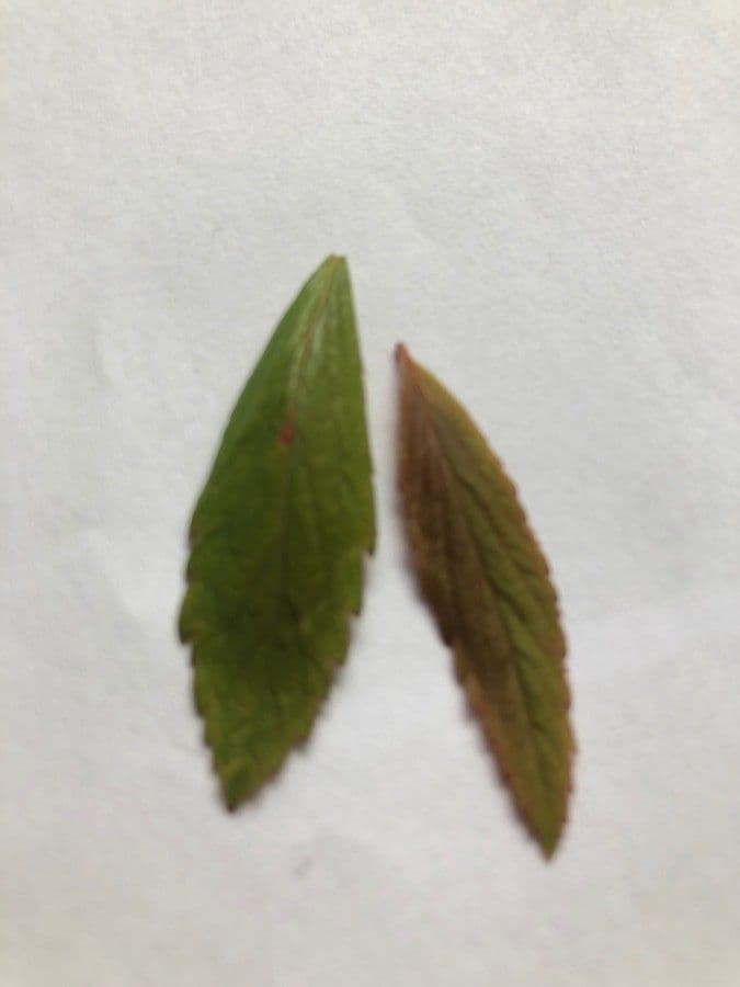 Reeve's spiraea 18