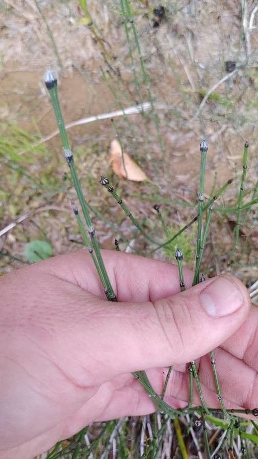 Equiseto variegato 12