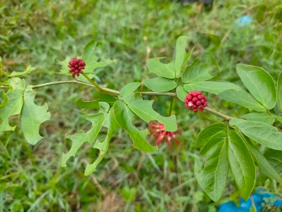 Calliandra 5