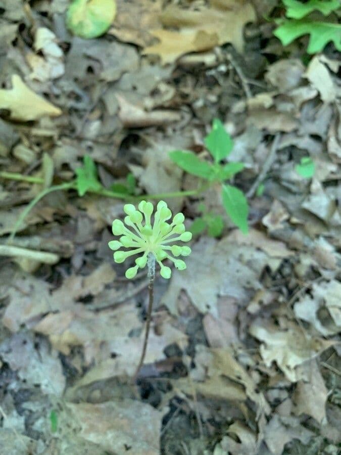 Cibule 6