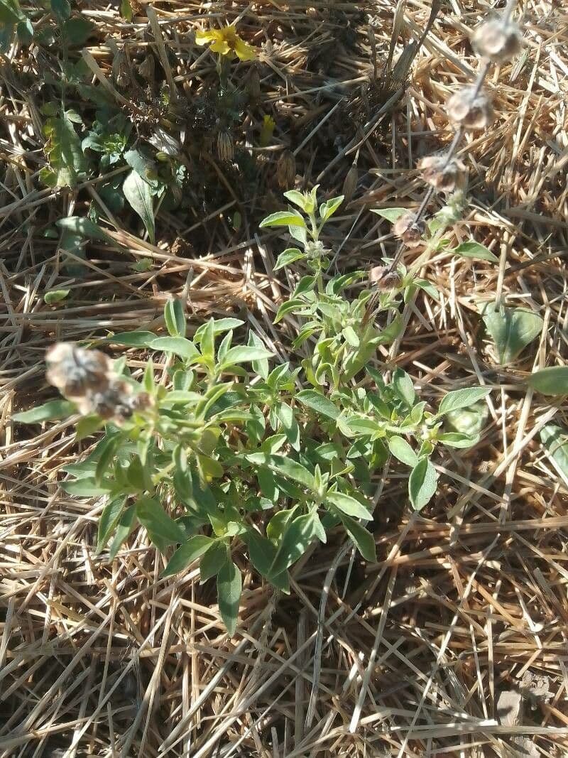 Barleria argentea 8