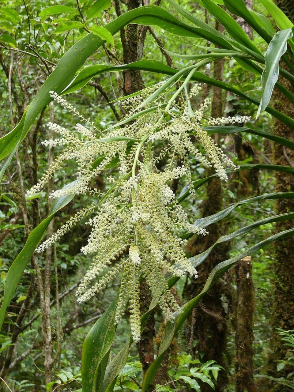 Cordyline mauritiana 7