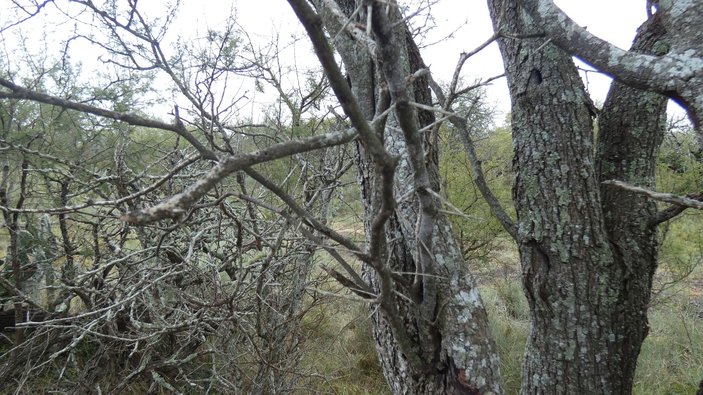 Prosopis 13