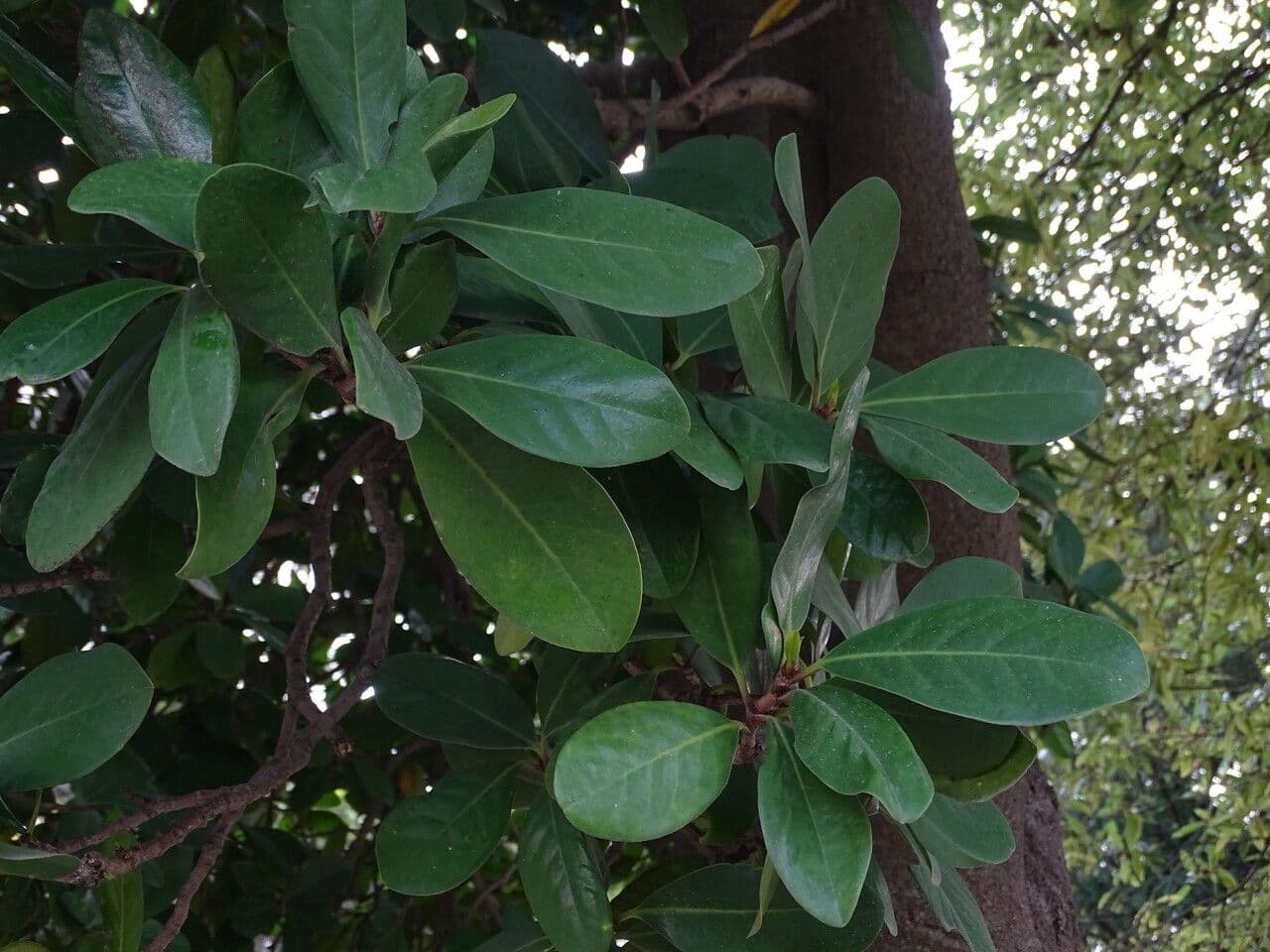 Karapofrucht 15
