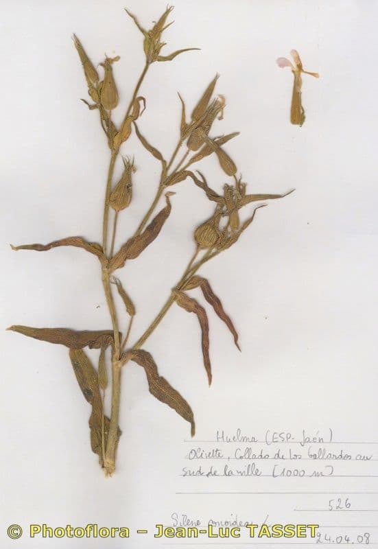 Silene conoide 6