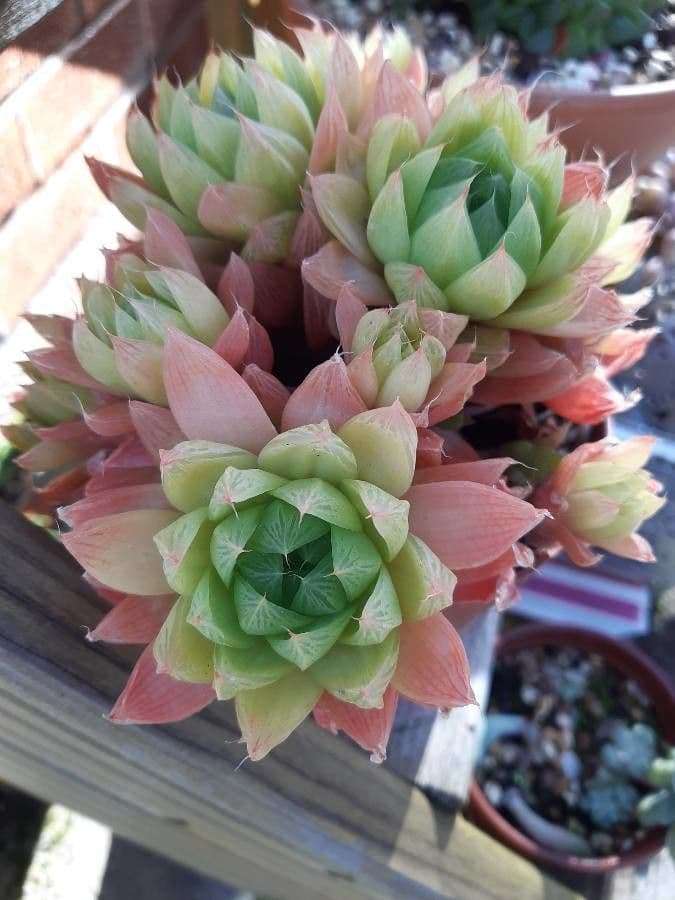 Haworthia 18