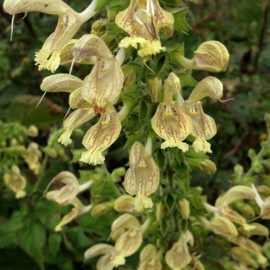 Salvia vischiosa 10