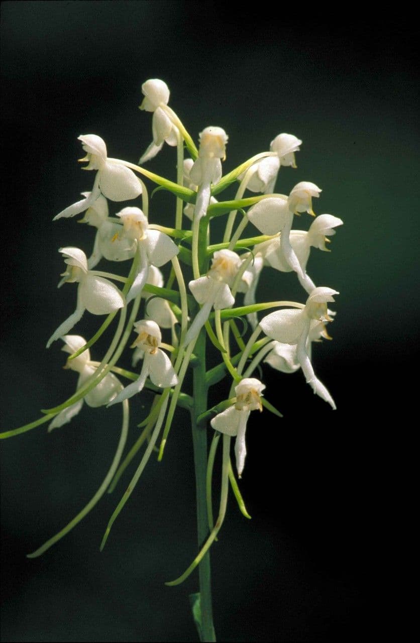 Weiße zerfranzte Orchidee 2