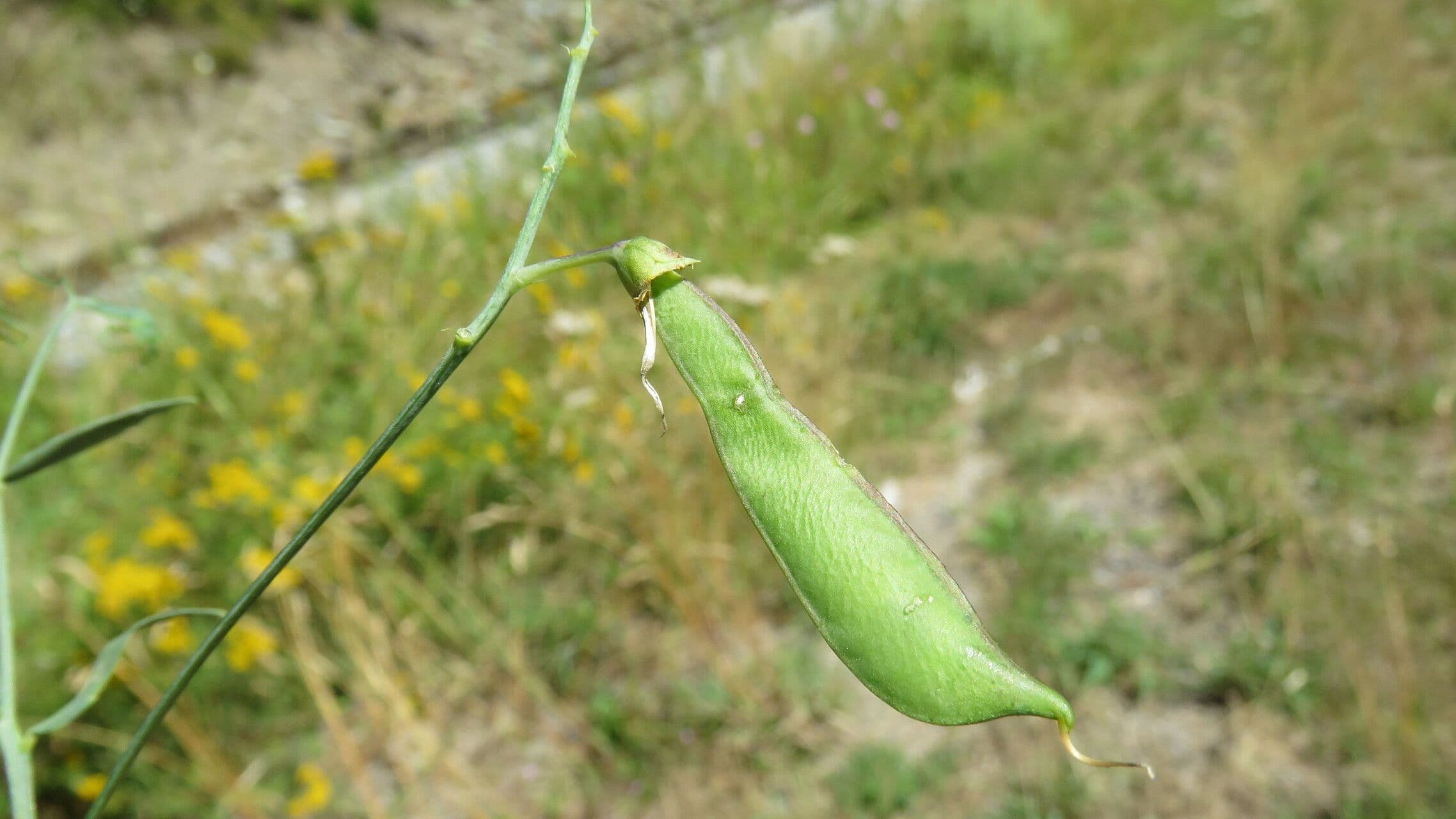 Cicerchia