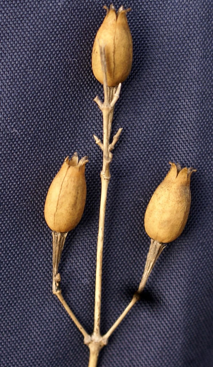 Silene italiana 3