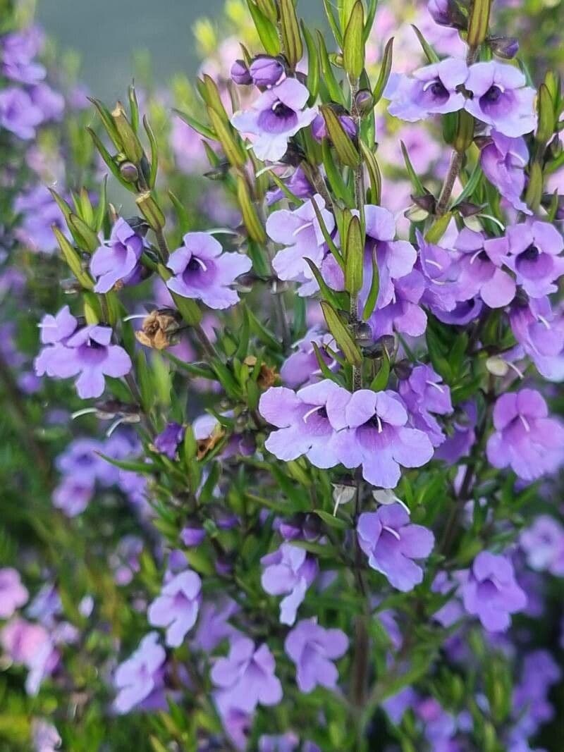 Prostanthera
