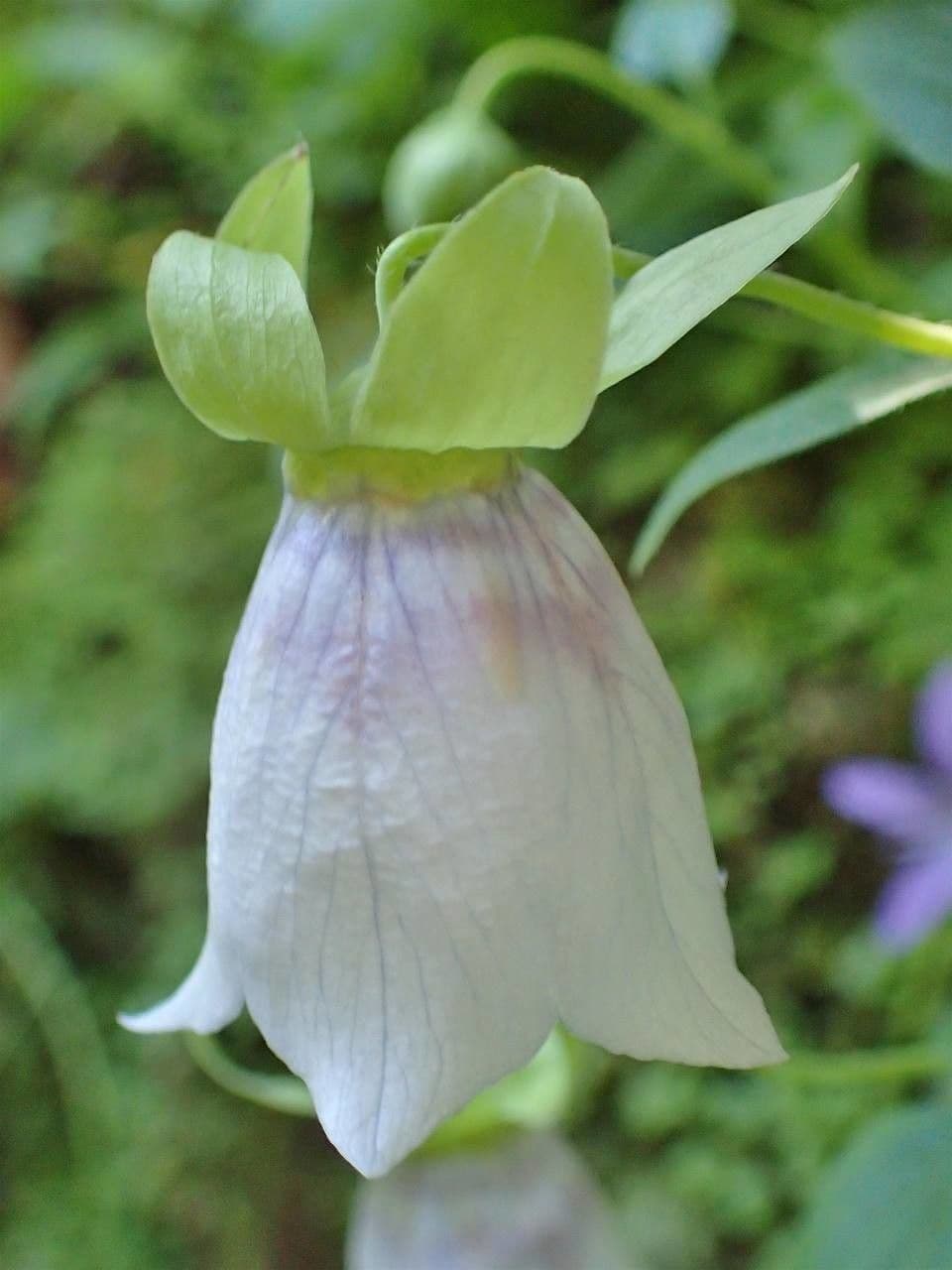 Codonopsis 3