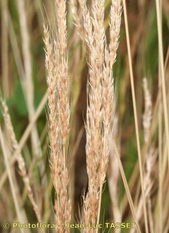 Apera interrupta 7