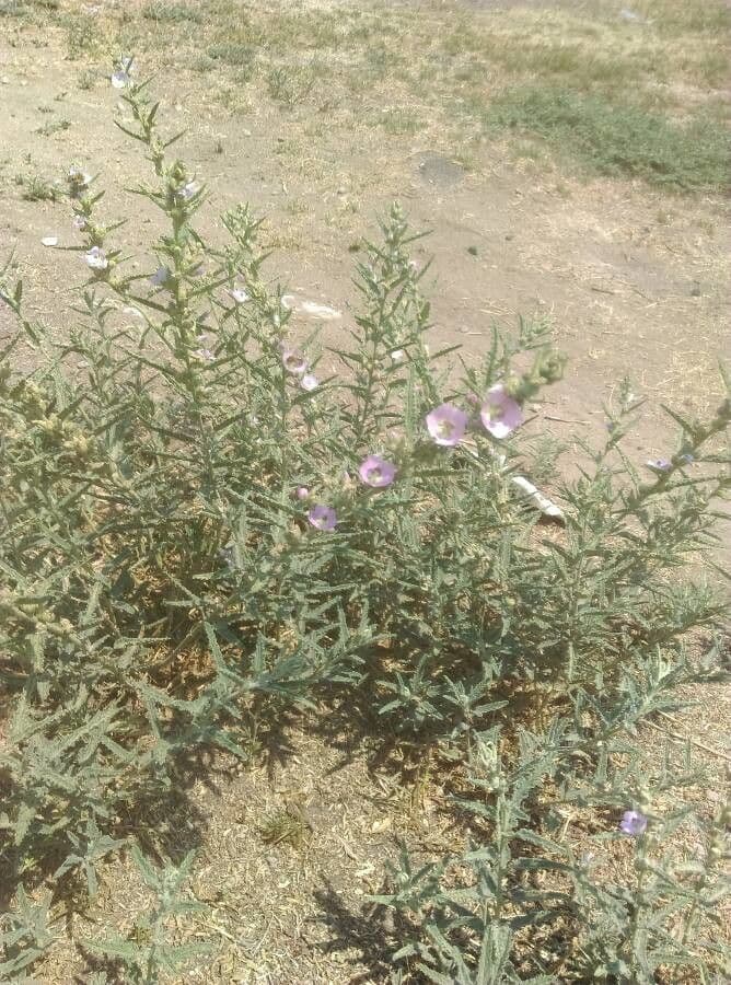 Malva lanza 12