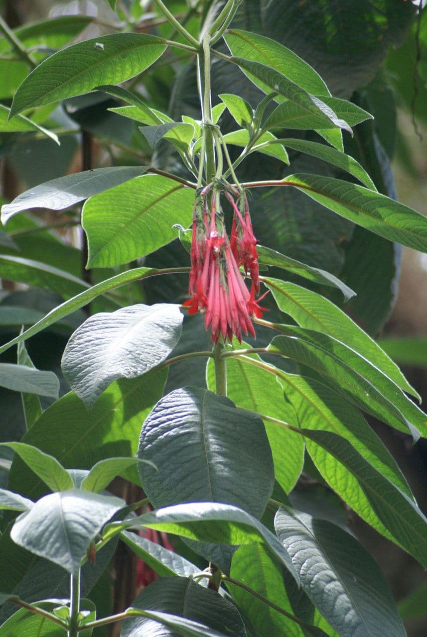 Fuchsien 29