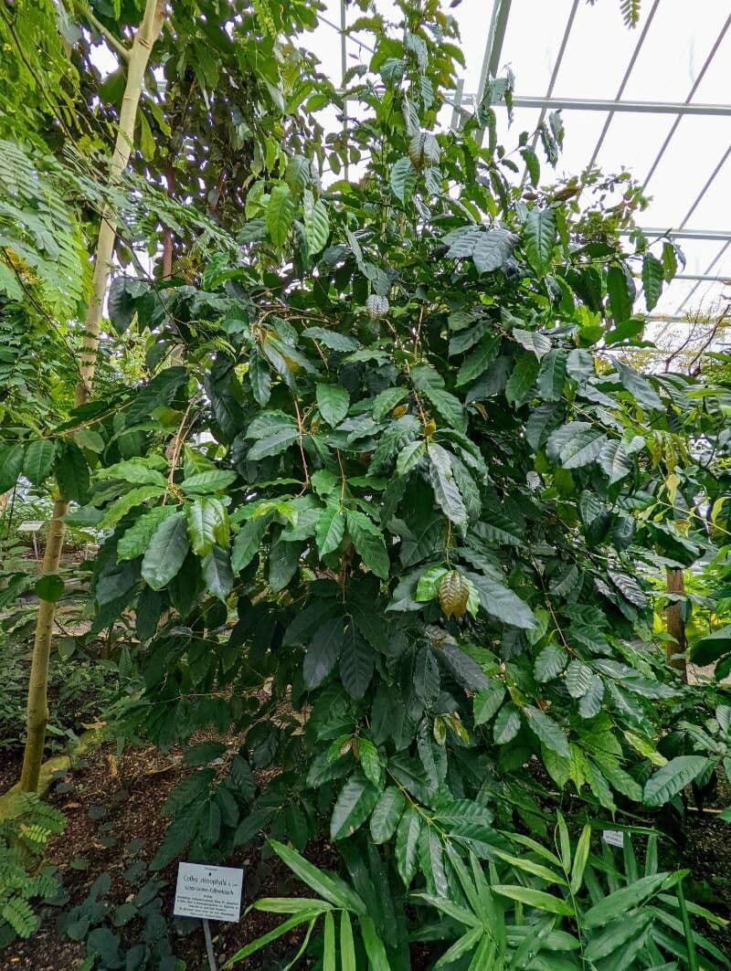 Caffè a foglie strette 2