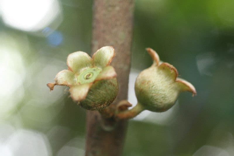 Bellucia grossularioide 8