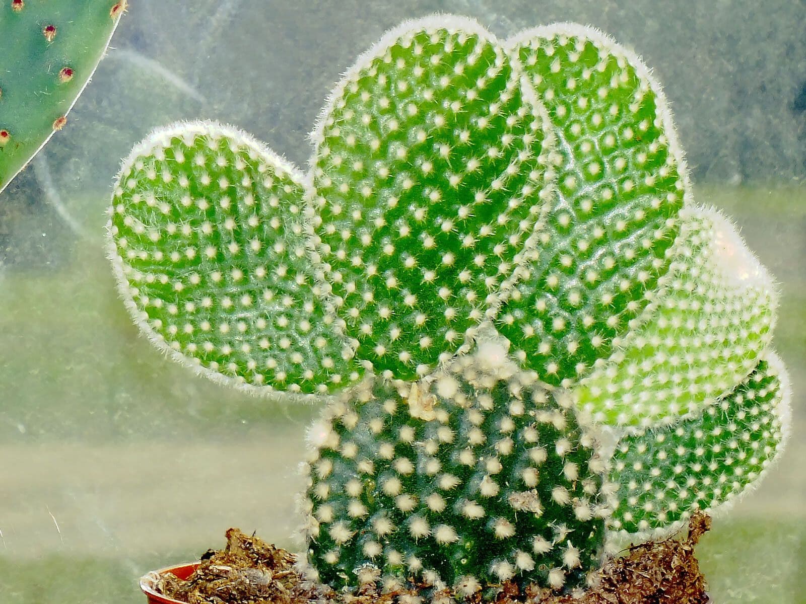 Nopal 12