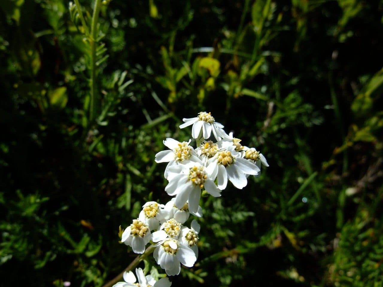 Achillea erba-rotta 3