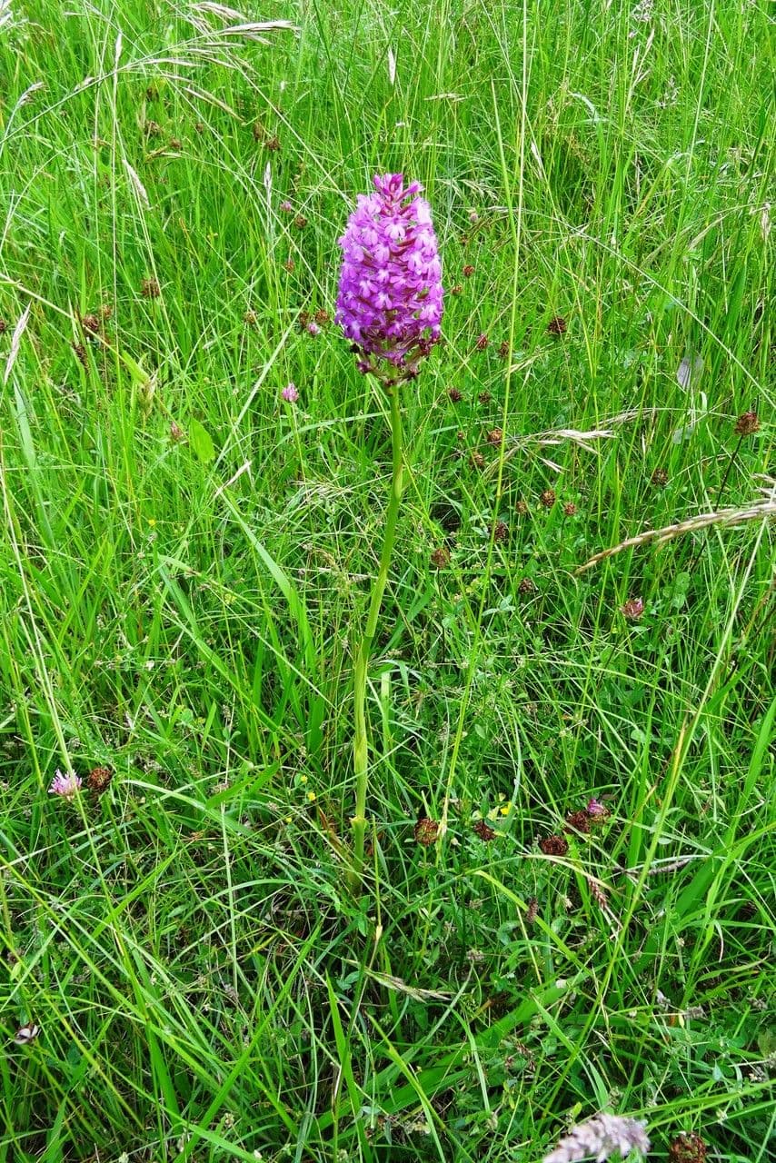 Orchis pyramidal 12