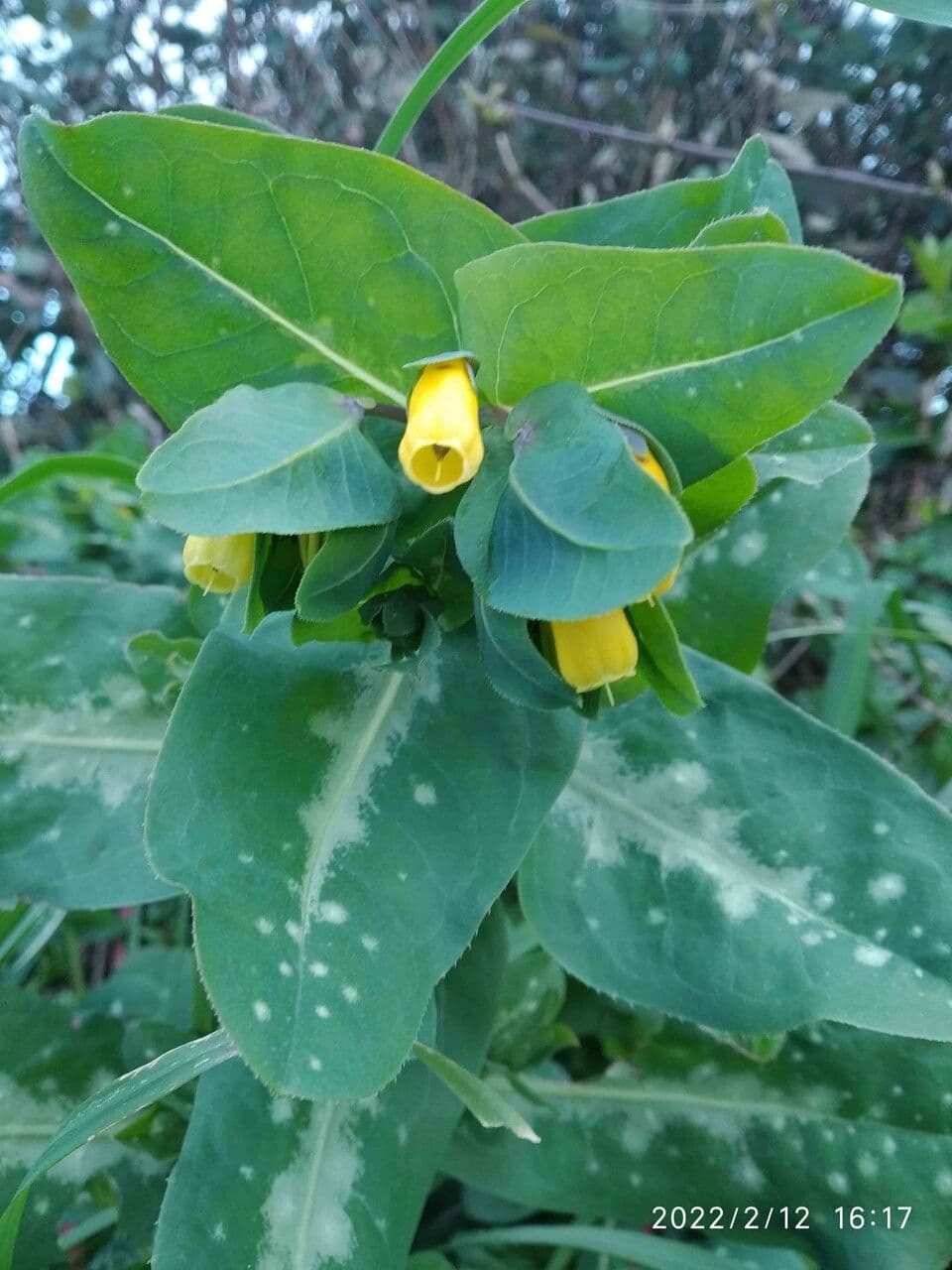 Cerinthe maggiore 15