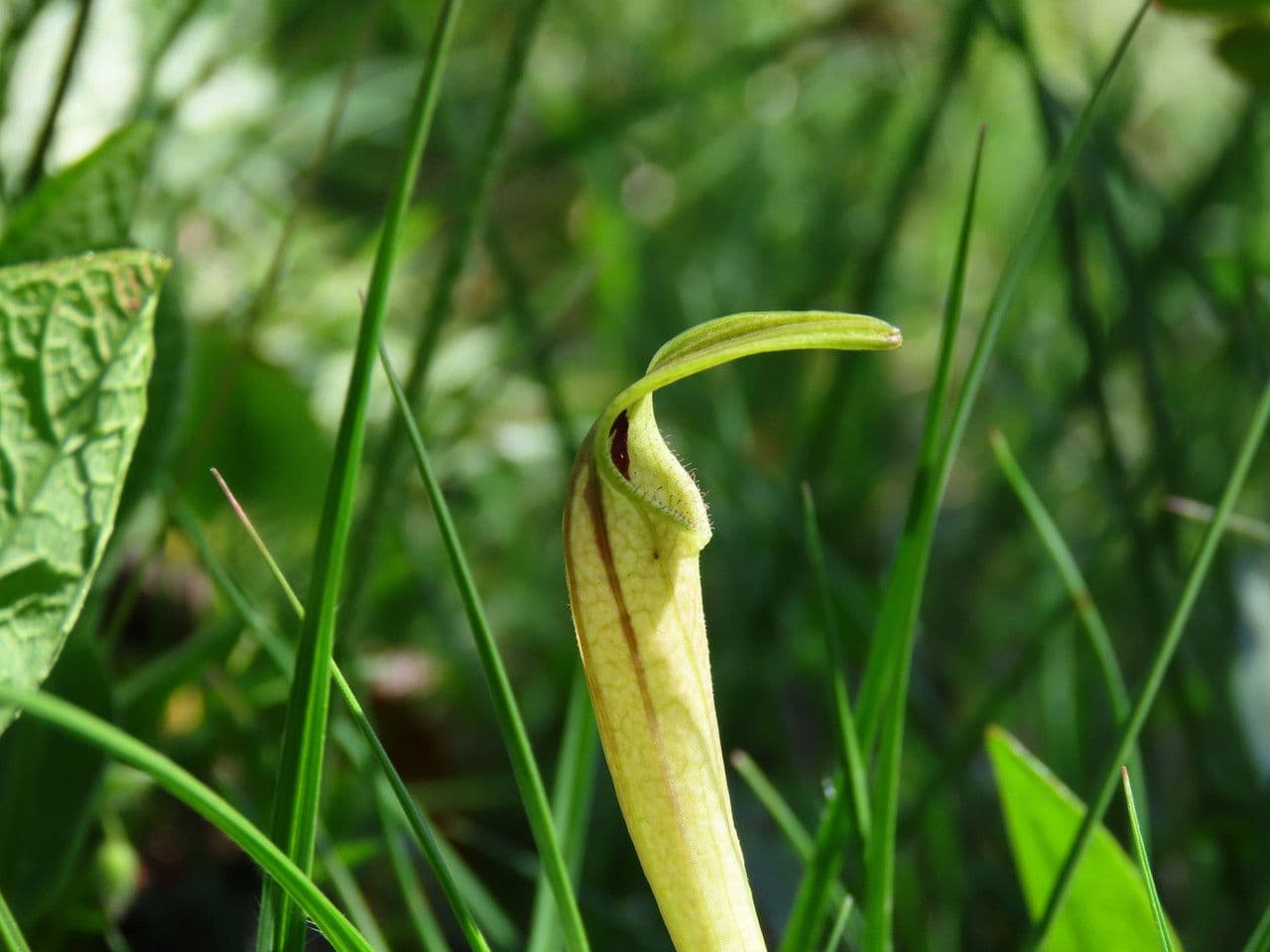 Aristolochia