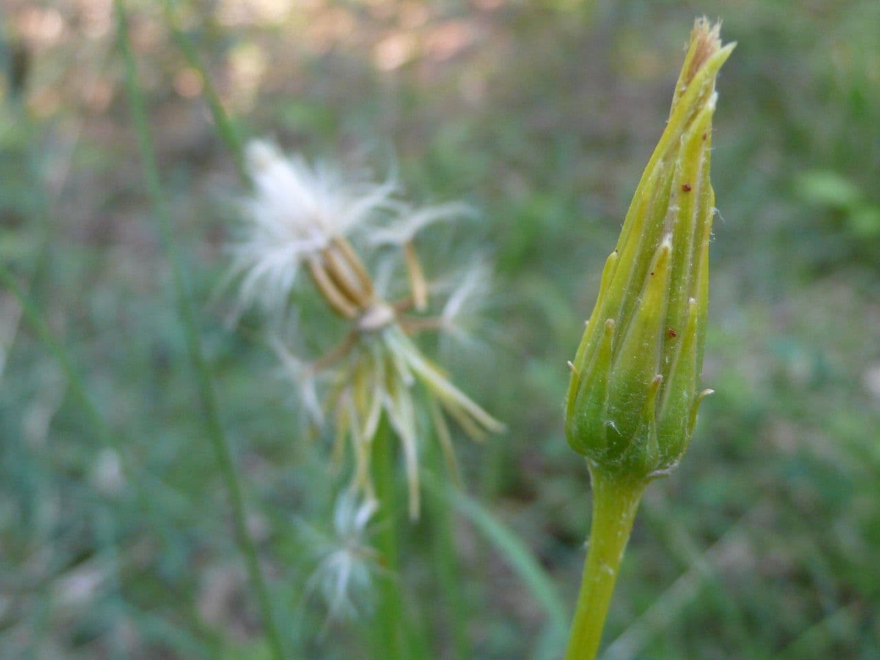 Scorzonera minore 3