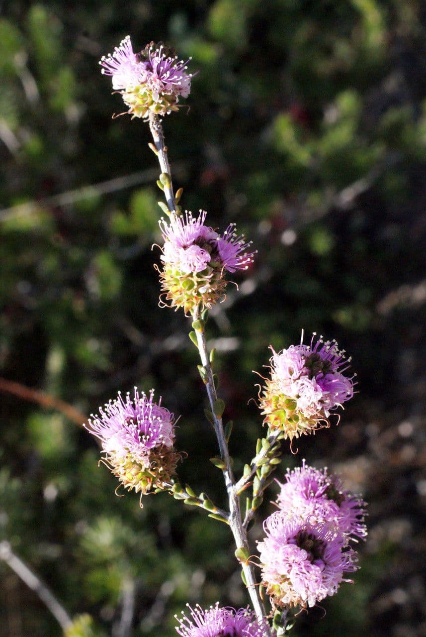 Kunzea 5