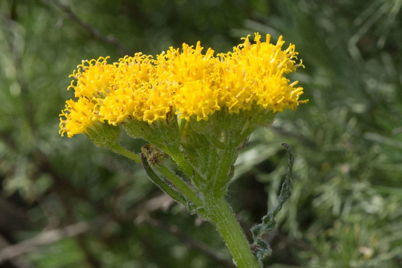 Senecio aronico 3