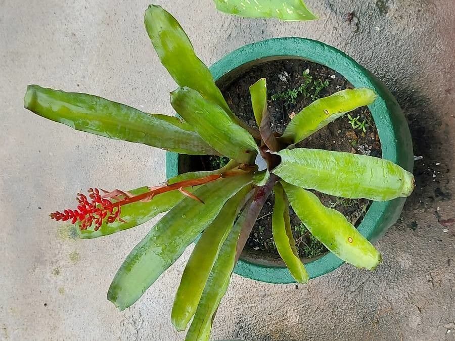 Aechmea 8