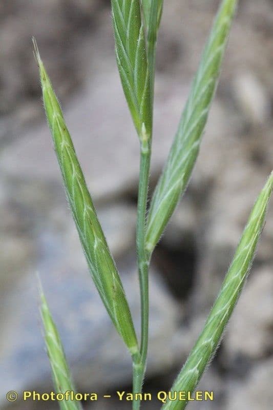 Brachypode penné 22
