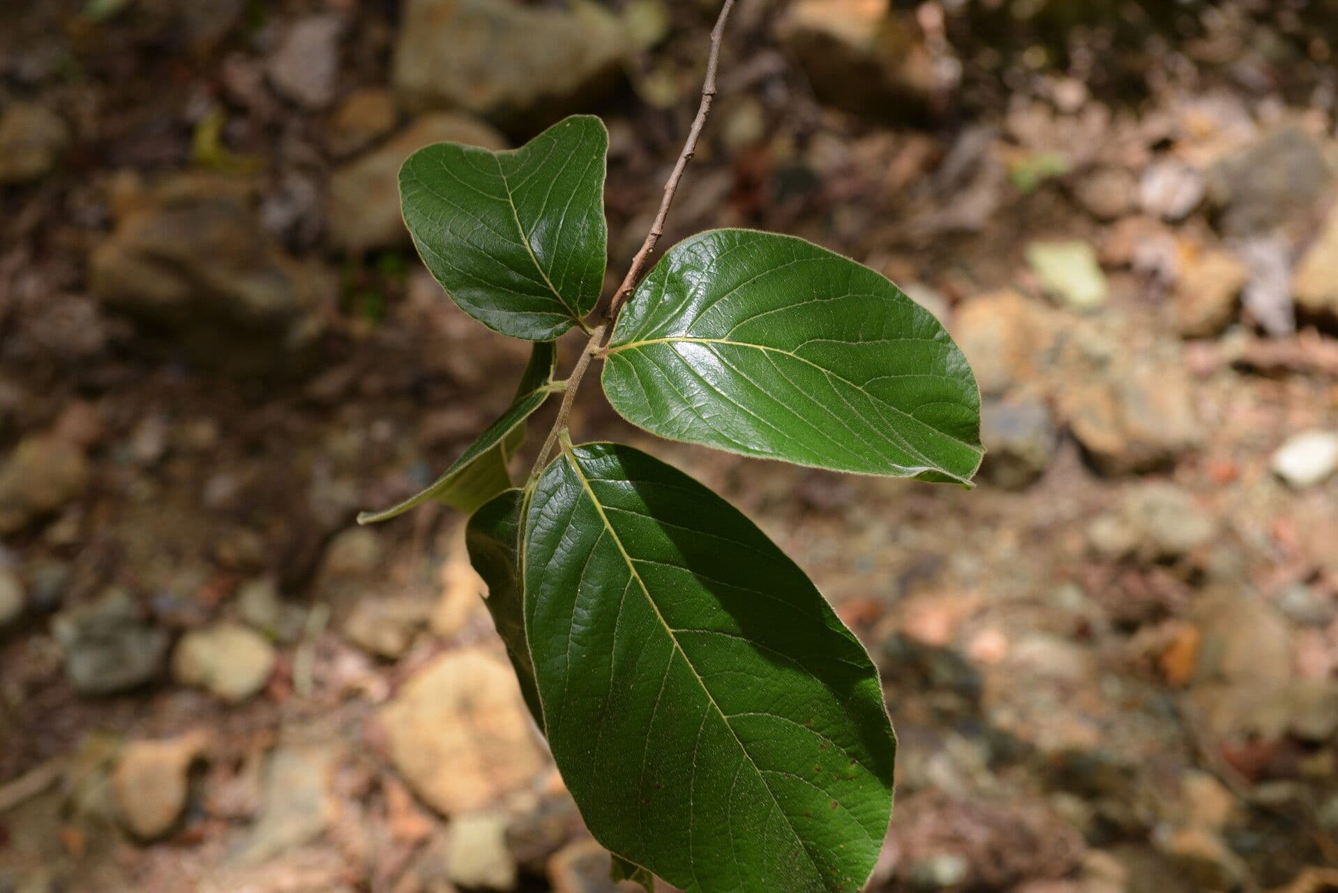 Sapranthus 10