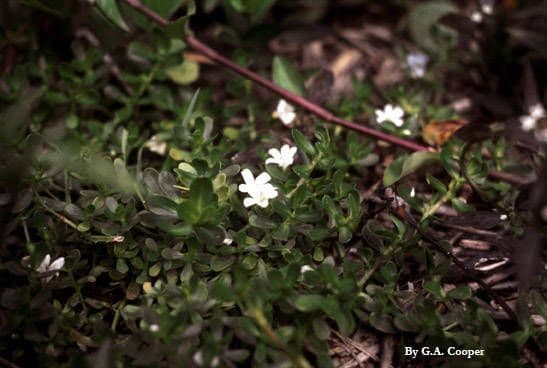 Bacopa okrouhlolistá 4
