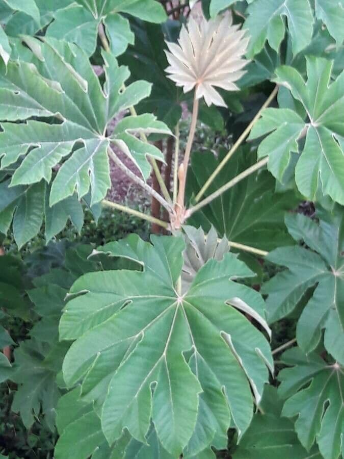 Tetrapanax papyrový 22