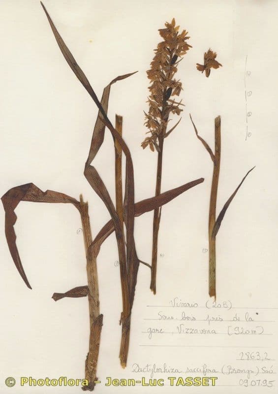 Orchide a labbro a cuneo 7