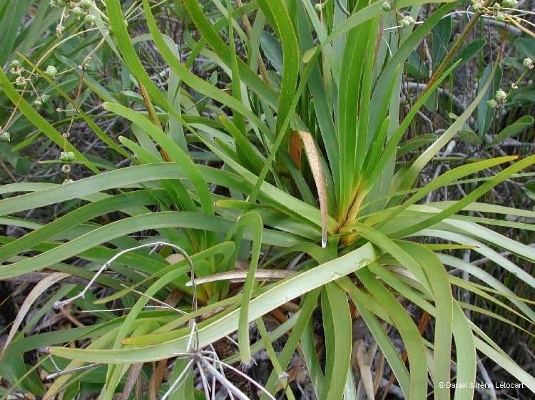 Lomandra insulare 10