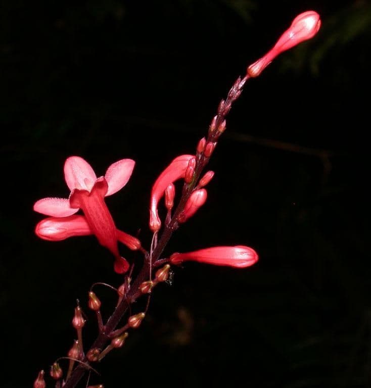 Odontonema tubaeforme 24