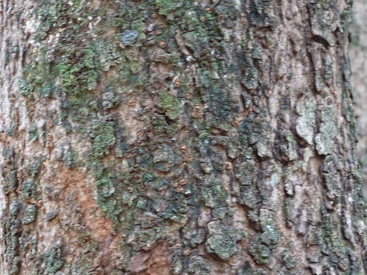 Warburgia 8