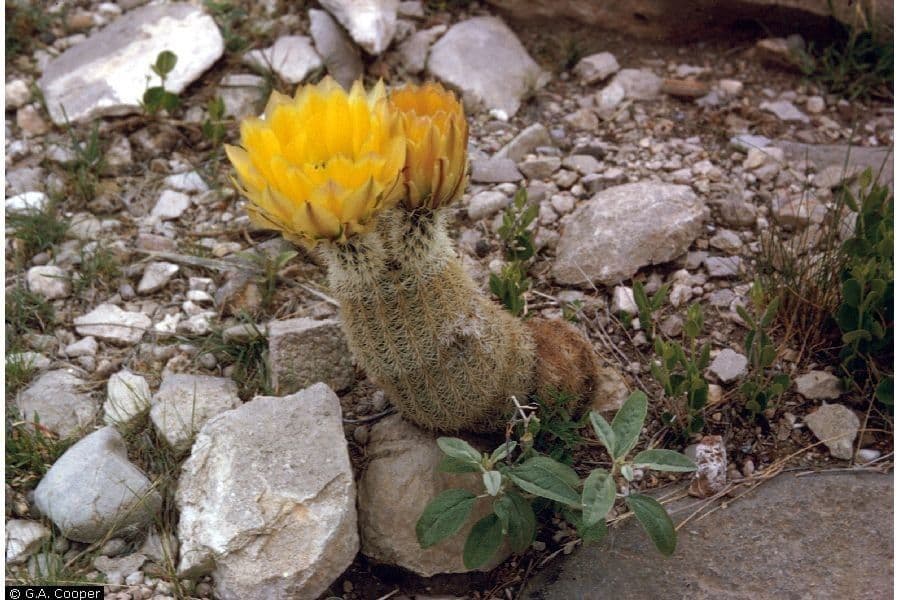 Echinocereus 5