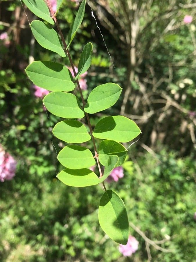 Robinia ispida 20