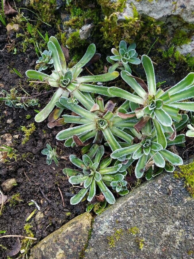 Saxifraga hostii 14