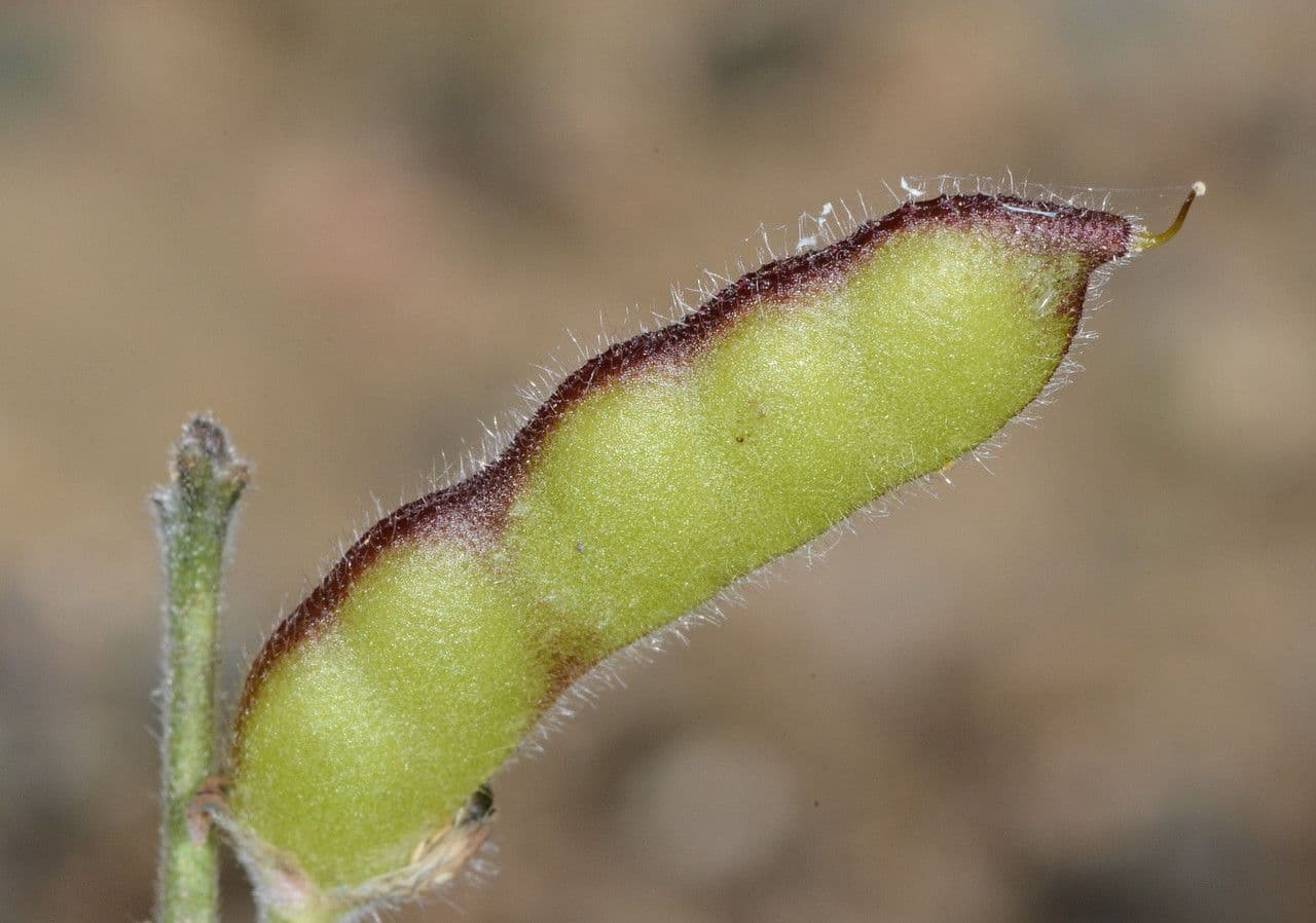 Lupinella bicolore 5