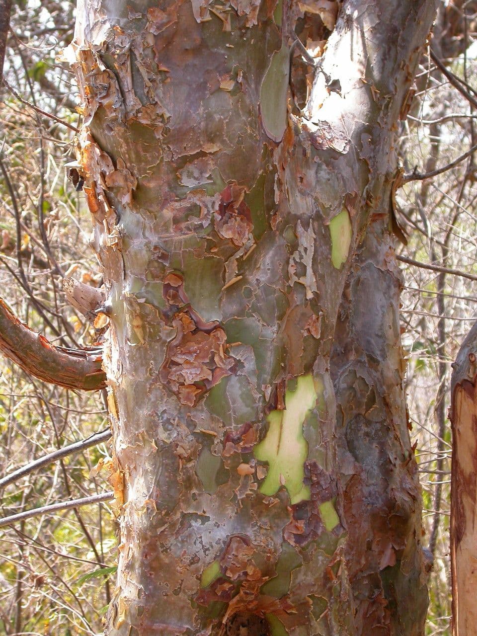 Commiphora leptophloeos 3