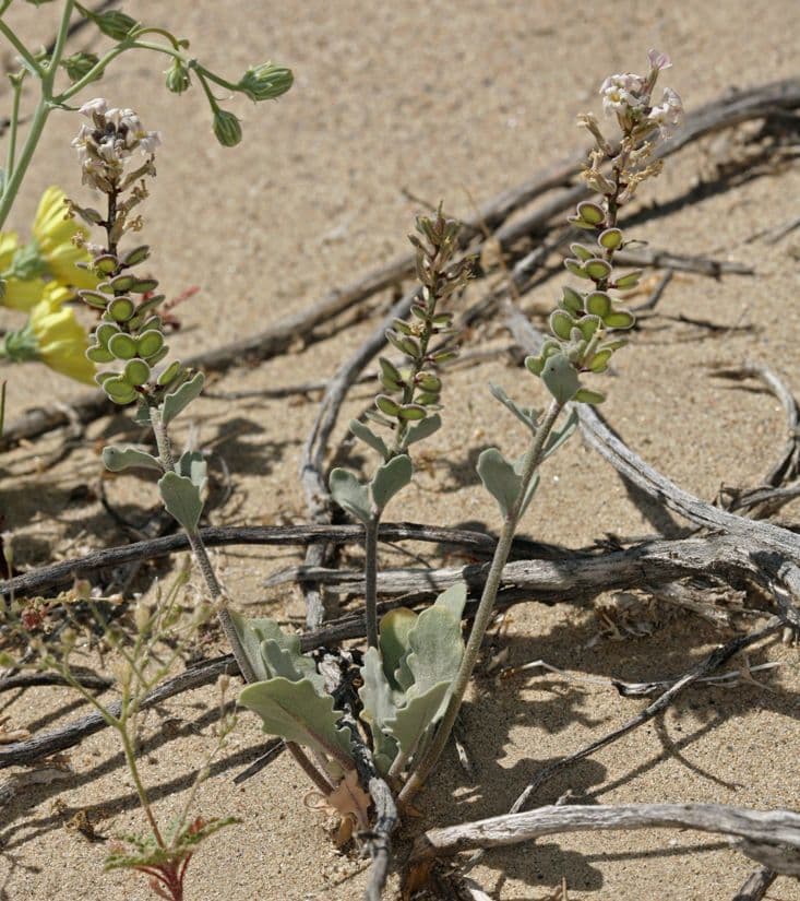 Dithyrea californica 13