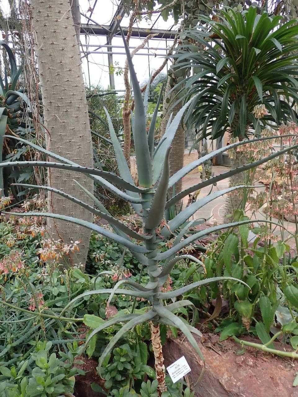 Aloe 2