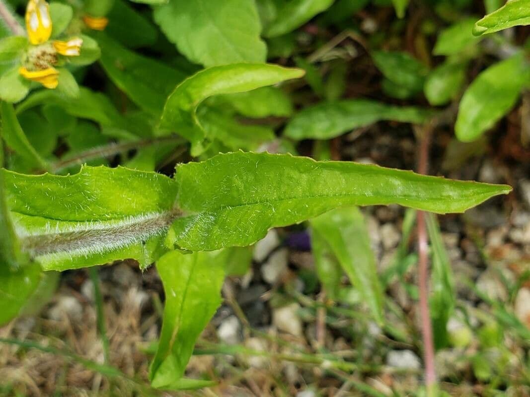 Penstemon hirsutus 14