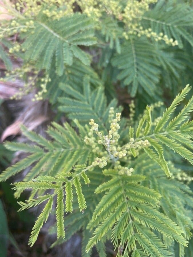 Mimosa 5
